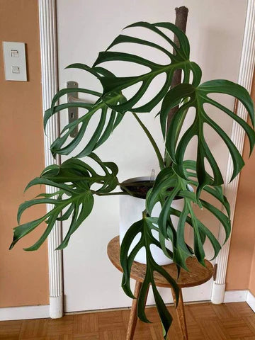 The Monstera Burle Marx Flame: A Striking Indoor Gem
