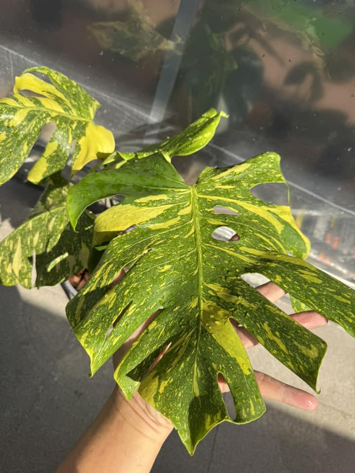 Monstera Electro Light Tissue Culture