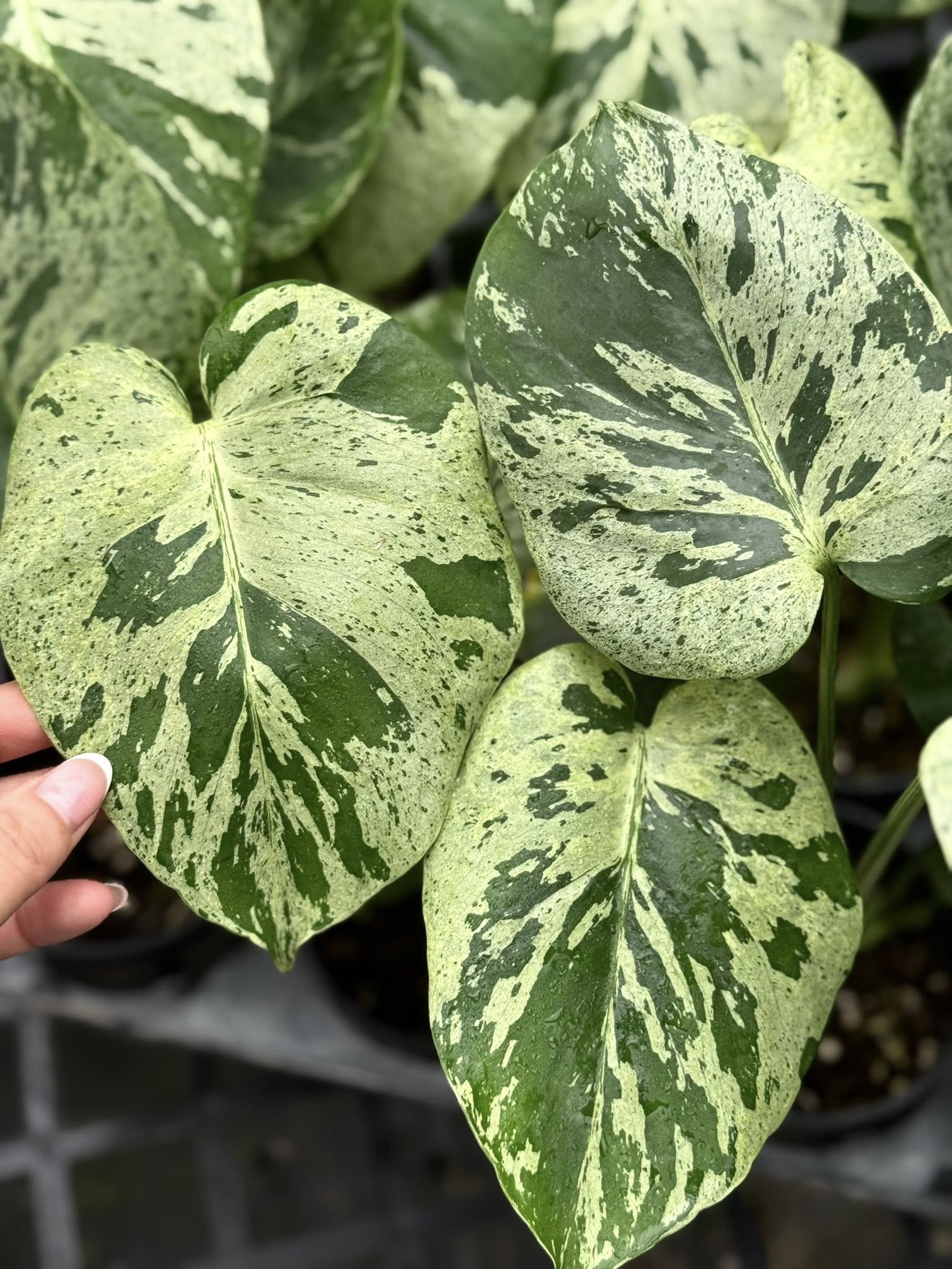 Monstera Deliciosa 'Vietciosa' High Variegation Tissue Culture - Growe