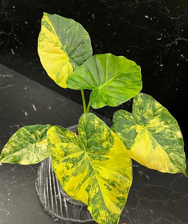 Alocasia Gageana 'Aurea' Tissue Culture - Grower's Choice