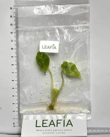 Alocasia Scalprum Mint Tissue Culture - Grower's Choice