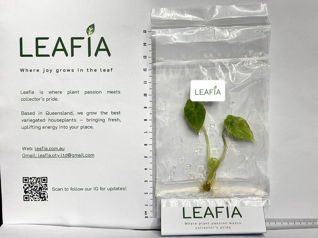 Alocasia Scalprum Mint Tissue Culture - Grower's Choice