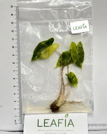 Alocasia Sanderiana Pseudo Tissue Culture - Grower's Choice