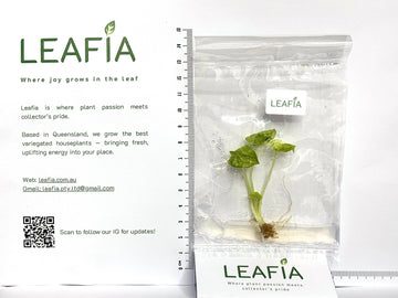Alocasia Ninja Tricolor Tissue Culture - Grower's Choice