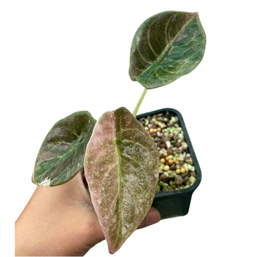 Alocasia Cuprea Pink Mint Tissue Culture - Grower's Choice