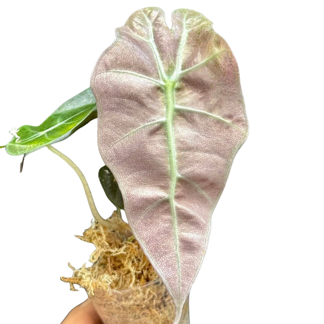 Alocasia Polly Variegated “Mint” Tissue Culture - Grower's Choice