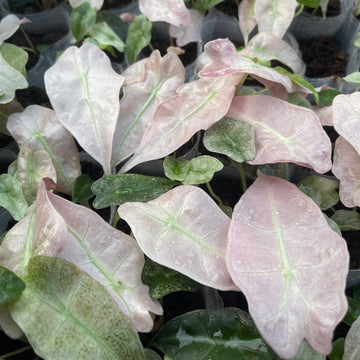 Alocasia Polly Variegated “Mint” Tissue Culture - Grower's Choice