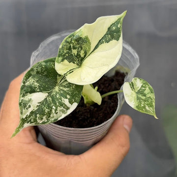 Alocasia Dragon Scale White Variegated Tissue Culture - Grower's Choice