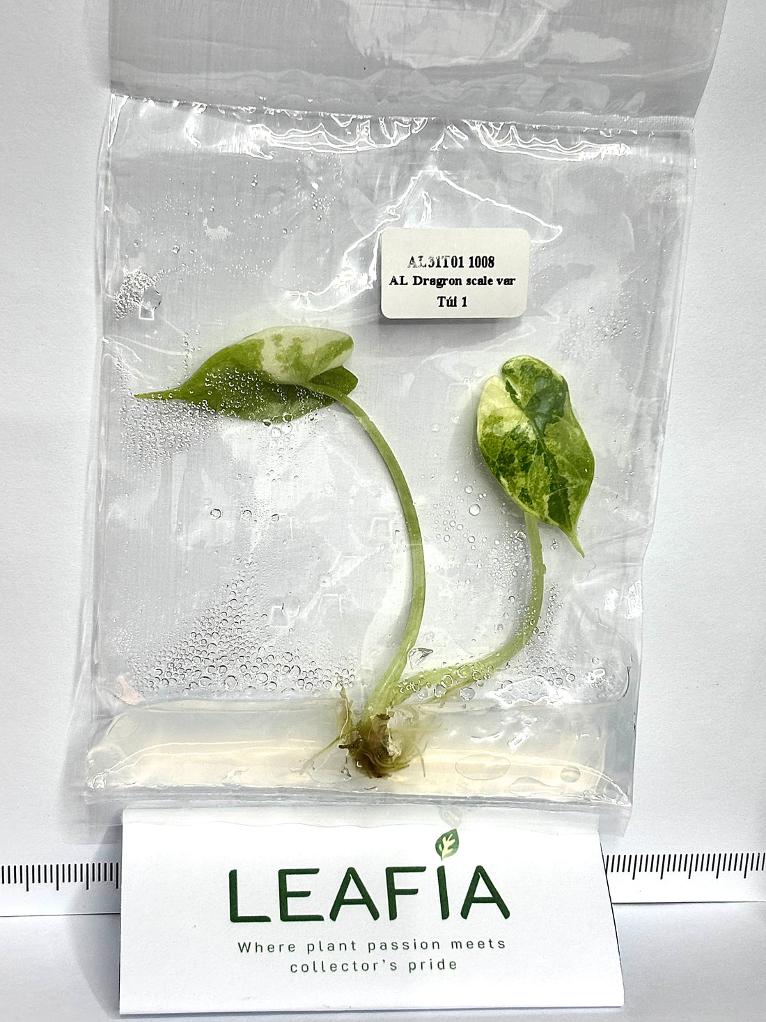 Alocasia Dragon Scale White Variegated Tissue Culture - Grower's Choice