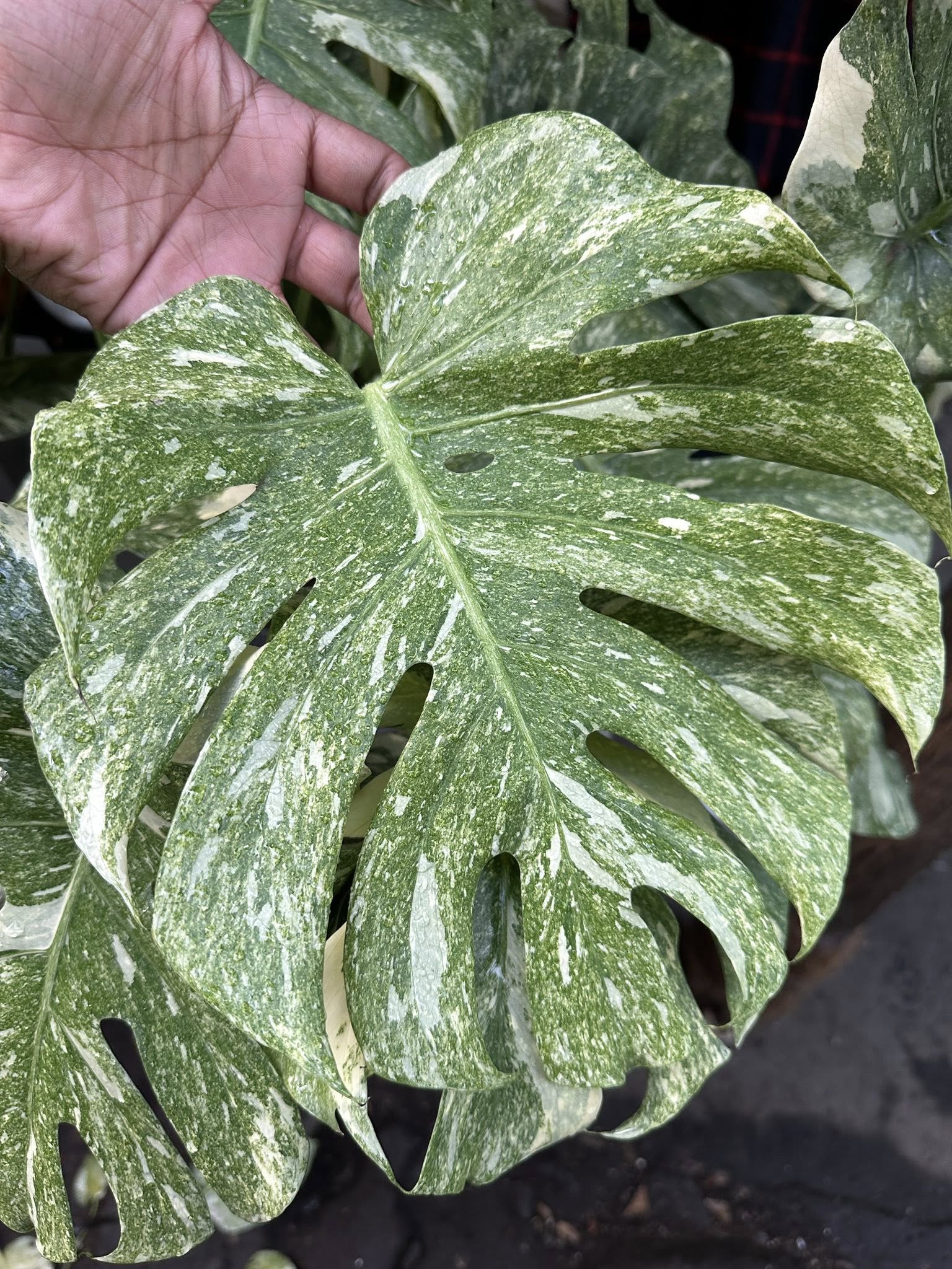 NEW) Monstera Green Snow Tissue Culture - Grower's Choice