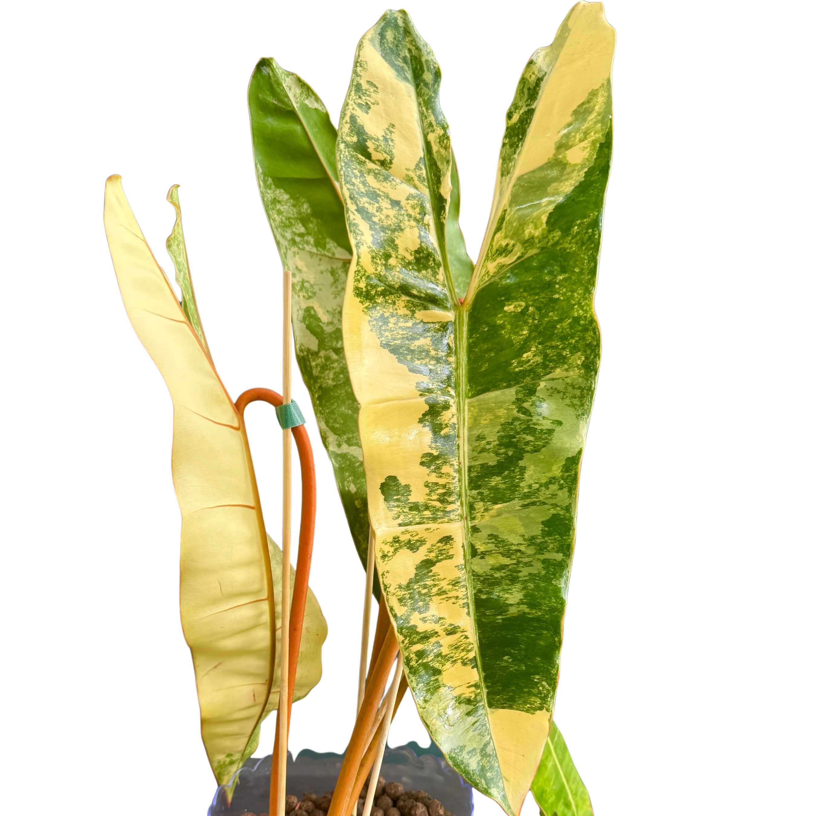 Philodendron Billietiae Variegated Tissue Culture