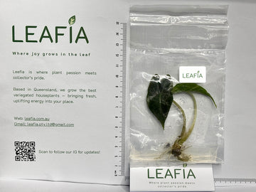 Alocasia Venom Tissue Culture - Grower's Choice
