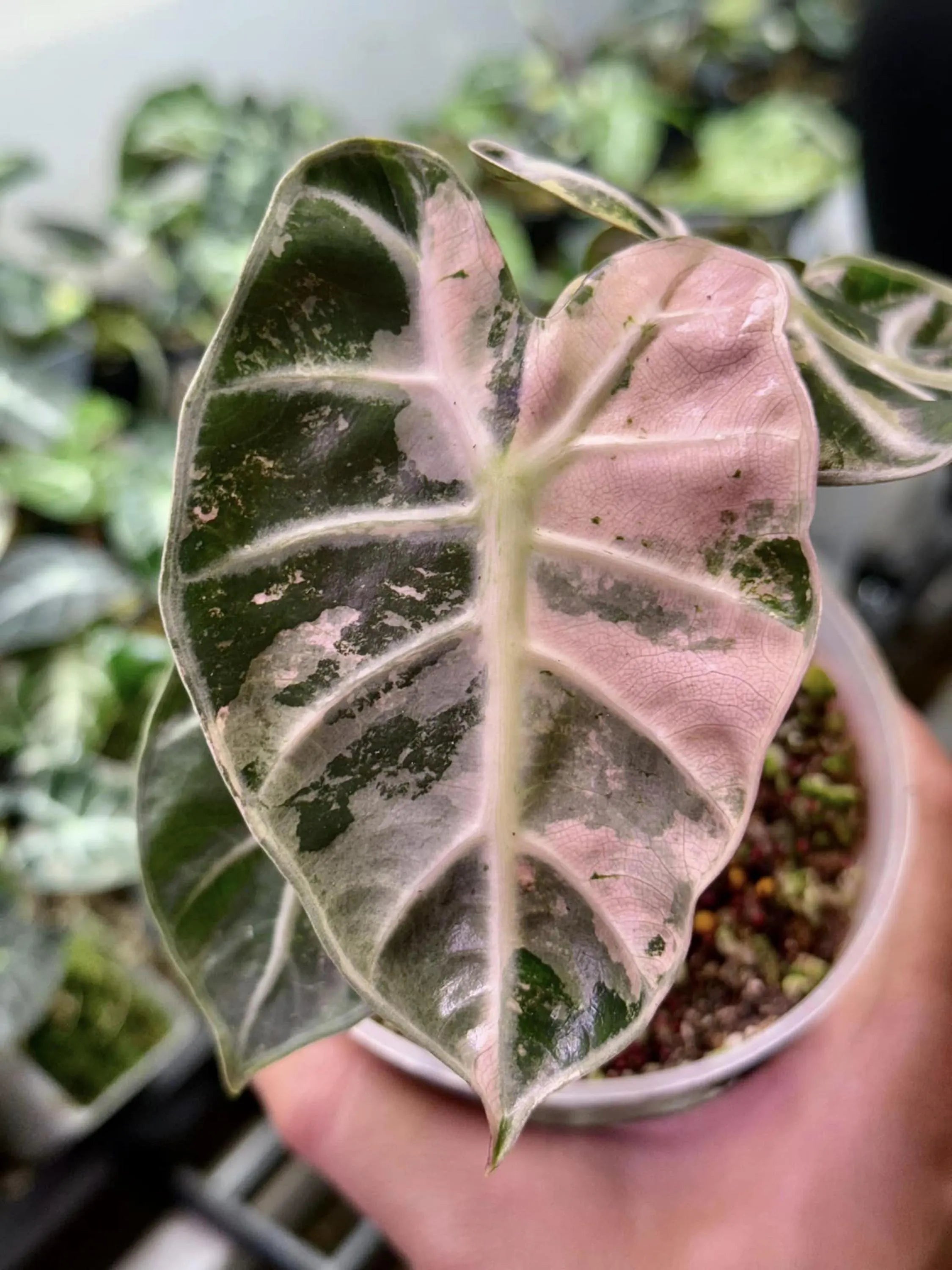 ALOCASIA HEART BALLON PINK VARIGATED② il_fullxfull.6432231321_ow9q.