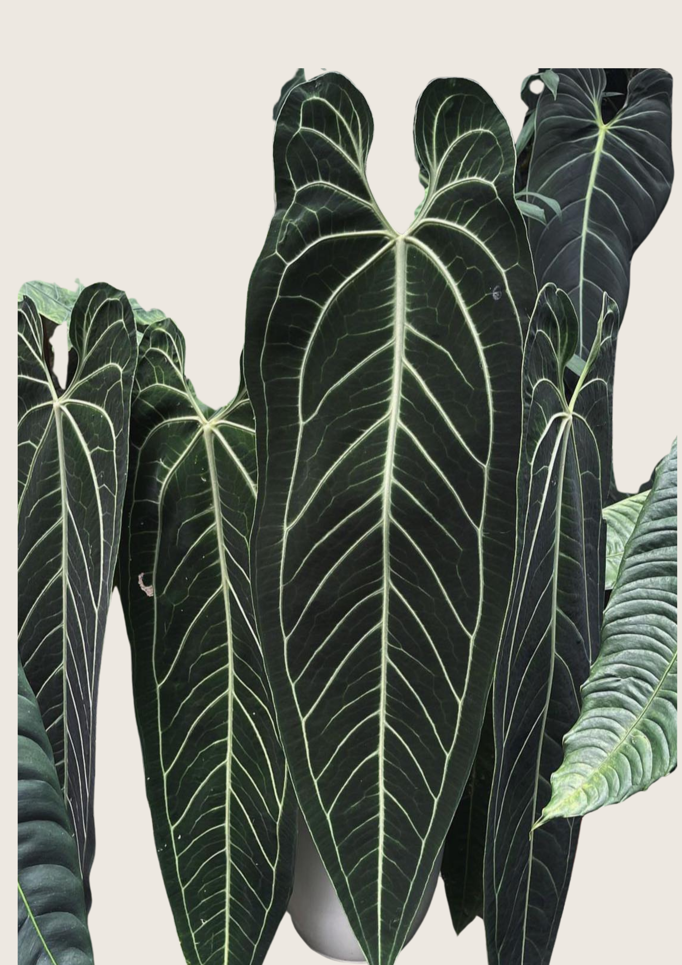 Anthurium Dark Queen Tissue Culture