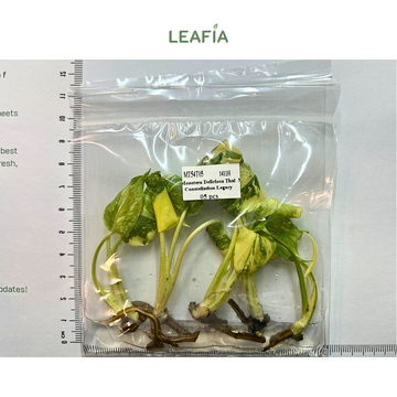 Wholesale Bag of 5 tissue culture - Saving more