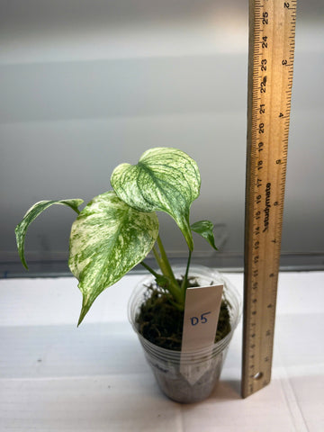 ROOTED PLANT - GROWER'S CHOICE