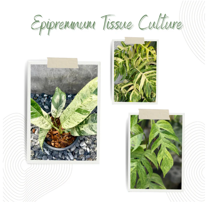 Epipremnum Tissue Culture