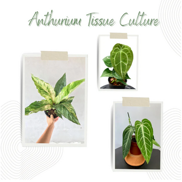Anthurium Tissue Culture