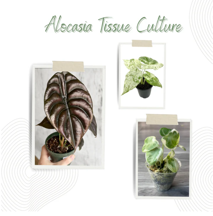 Alocasia Tissue Culture