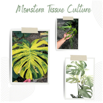 Monstera Tissue Culture