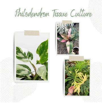 Philodendron Tissue Culture