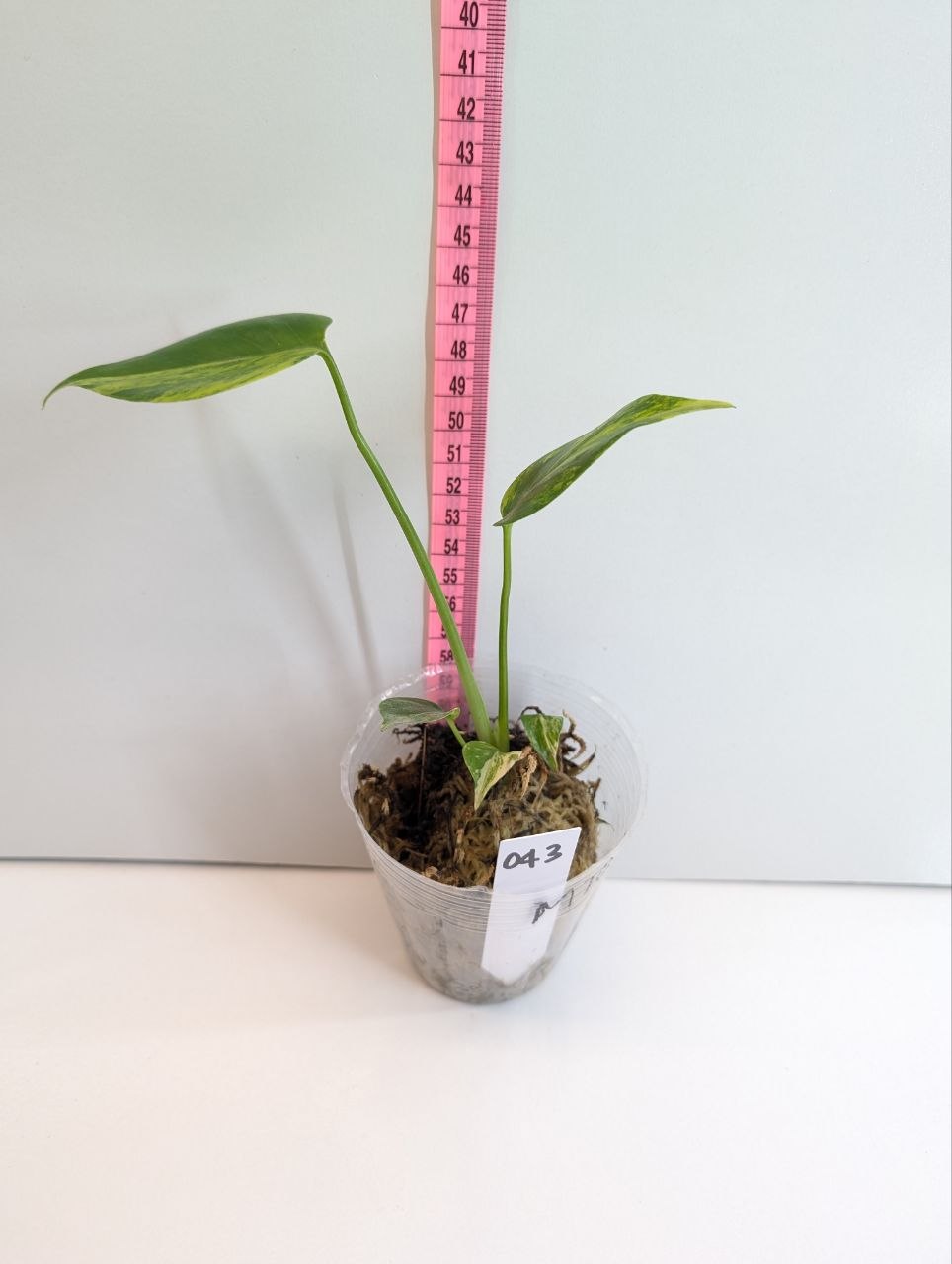 Monstera Deliciosa Yellow Marilyn Rooted Plant - Exact Plant