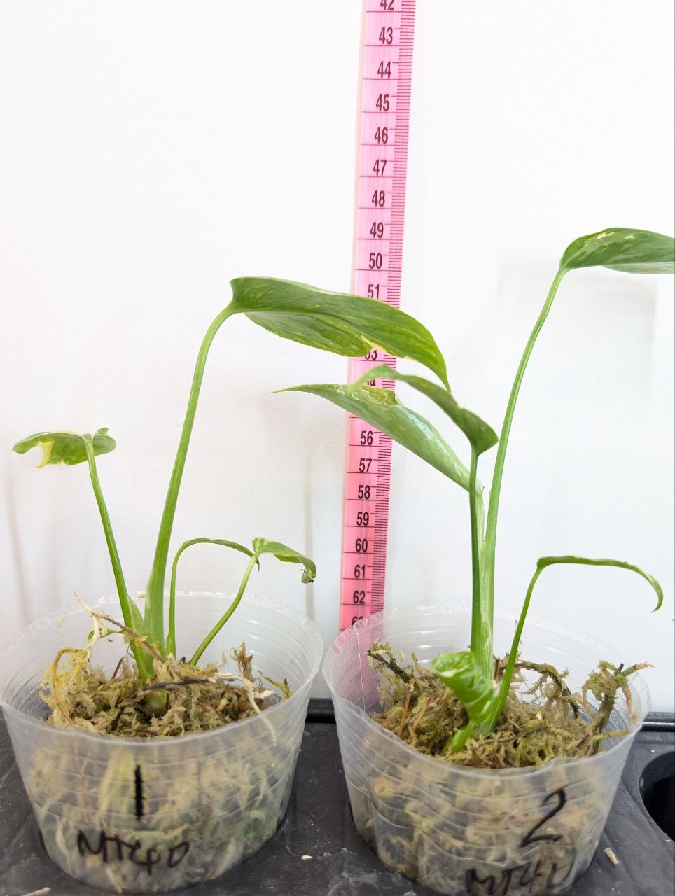 Monstera Electro Light (Electrolyte) Rooted Exact Plant – Grower’s Choice