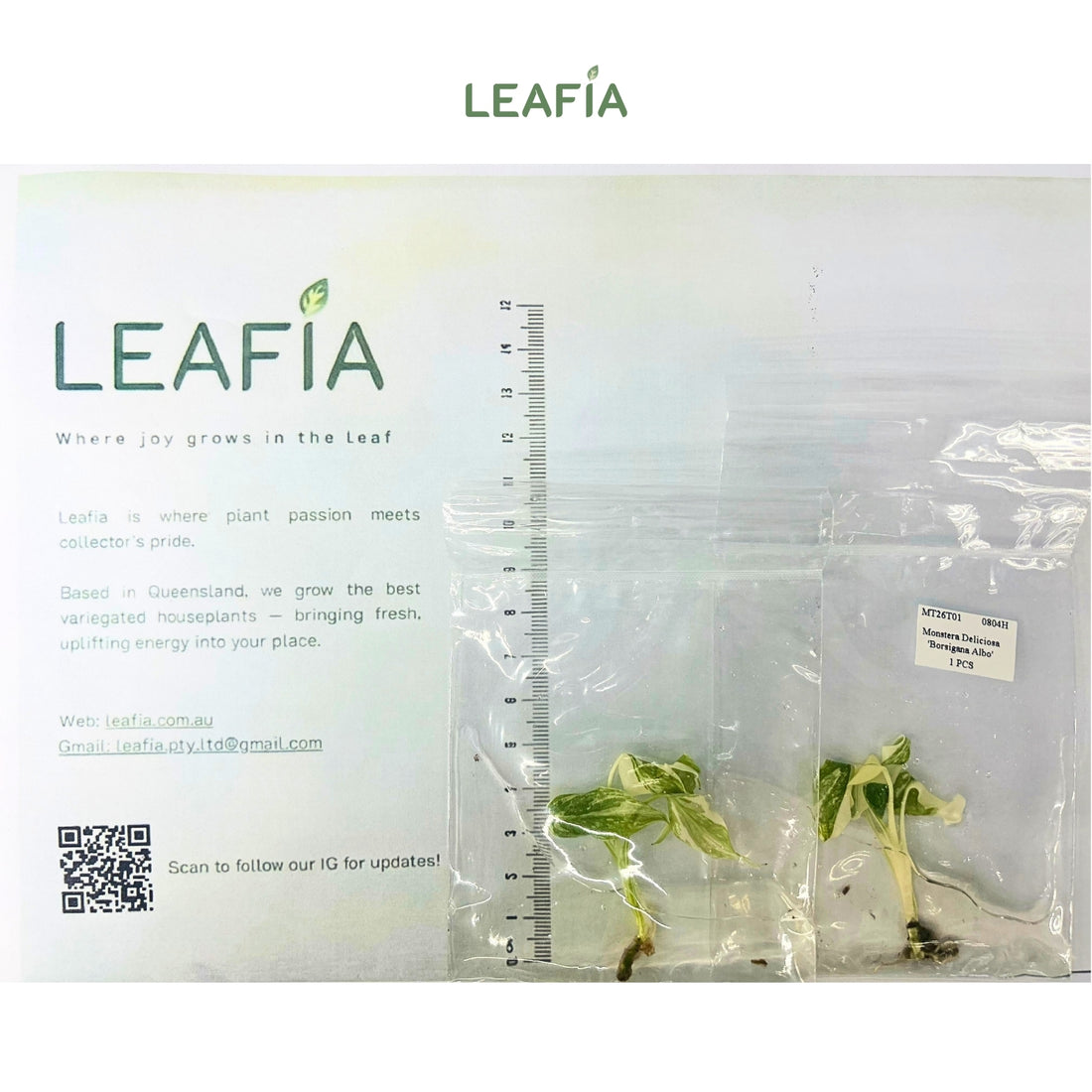 Monstera Borsigiana Albo Tissue Culture - Grower's Choice