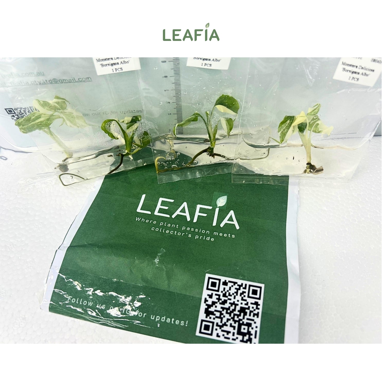 albo monstera seeds Monstera Borsigiana Albo Tissue Culture
