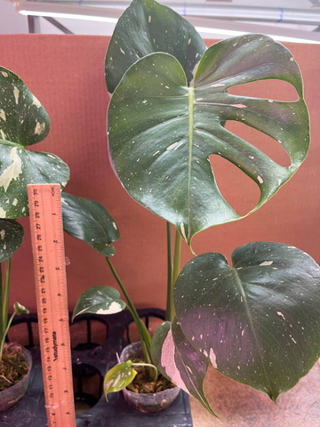 Monstera Thai Constellation Rooted Plant - Selected Plant