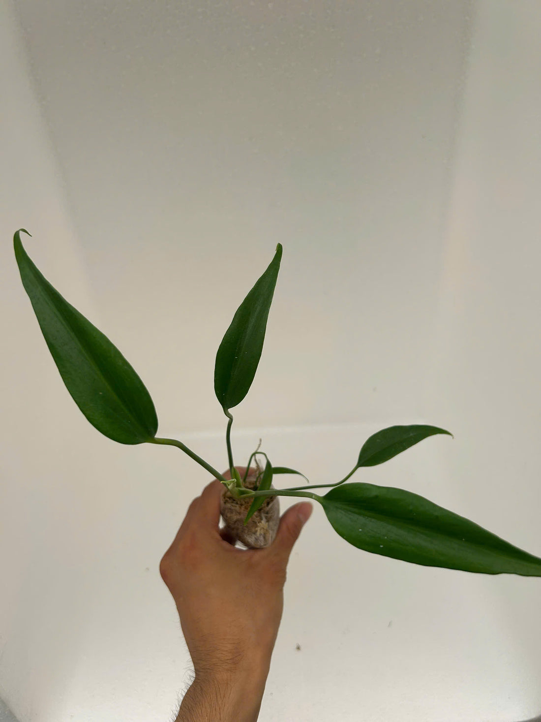 Combo 3 Plants: Monstera Burle Marx Flame Rooted Plant - Grower Choice