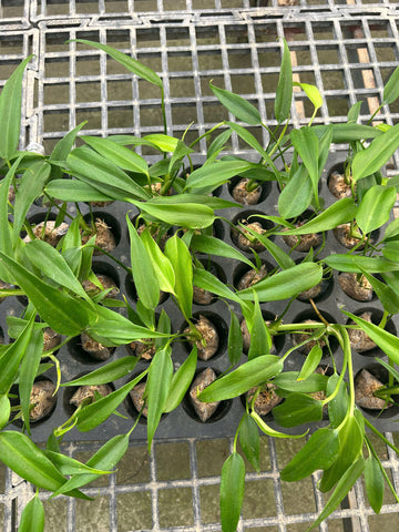 Combo 3 Plants: Monstera Burle Marx Flame Rooted Plant - Grower Choice
