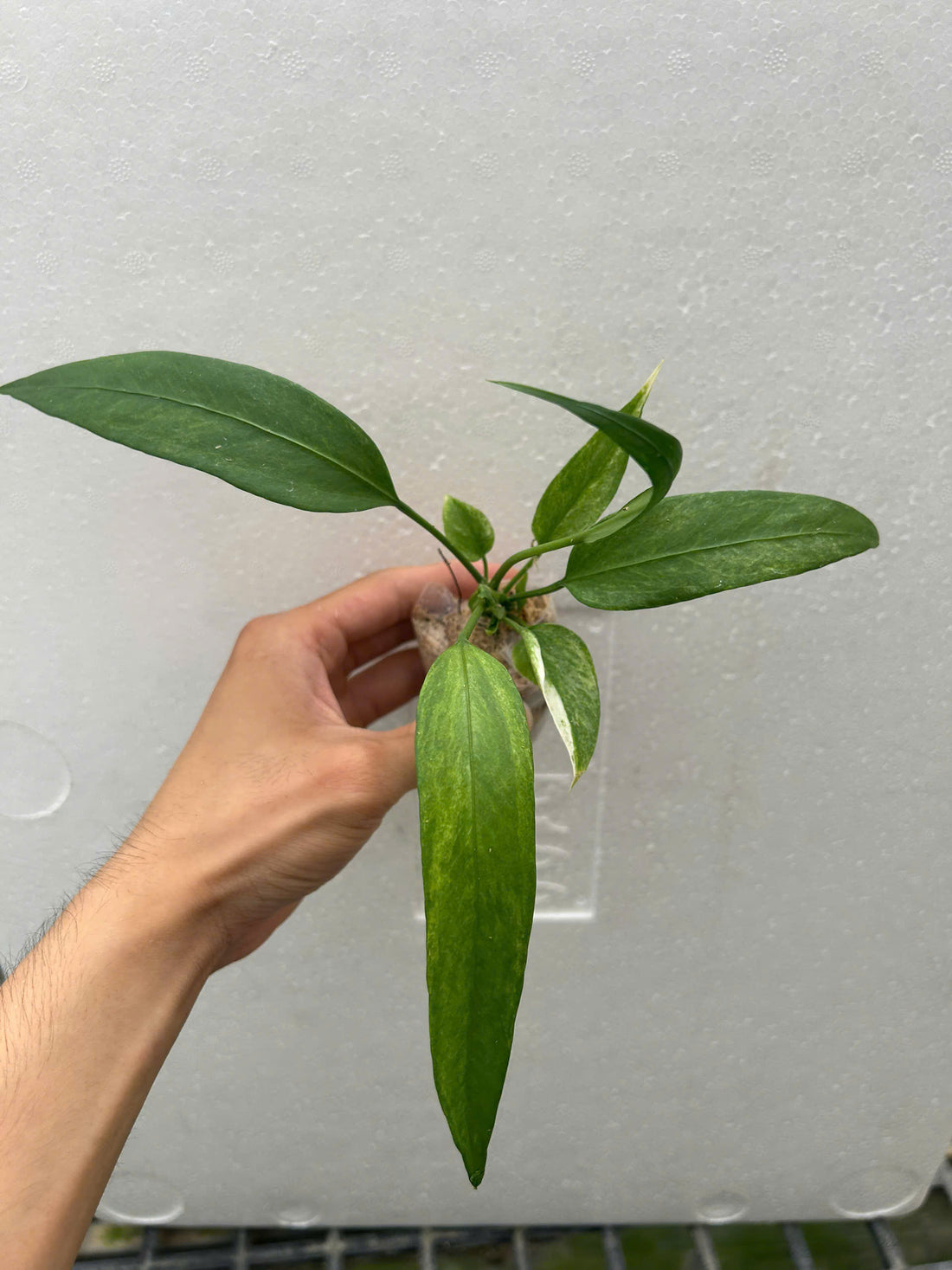 Anthurium Vittarifolium Variegated Rooted Plant - Grower's Choice