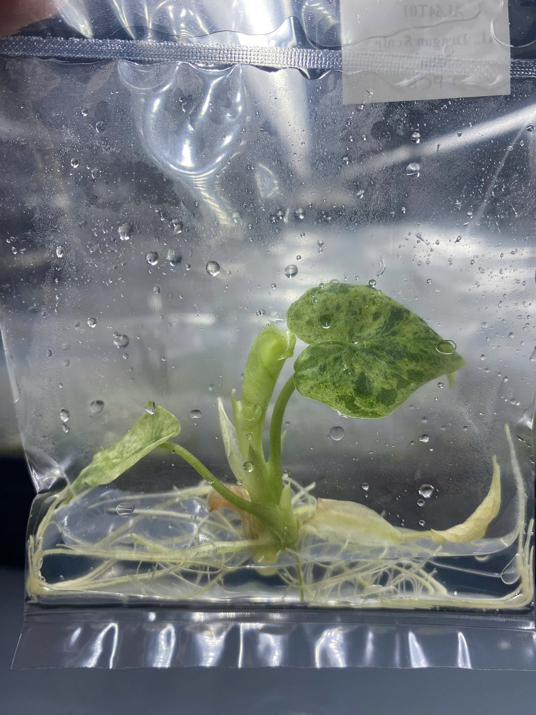 Alocasia Dragon Scale Mint Tissue Culture - Grower's choice