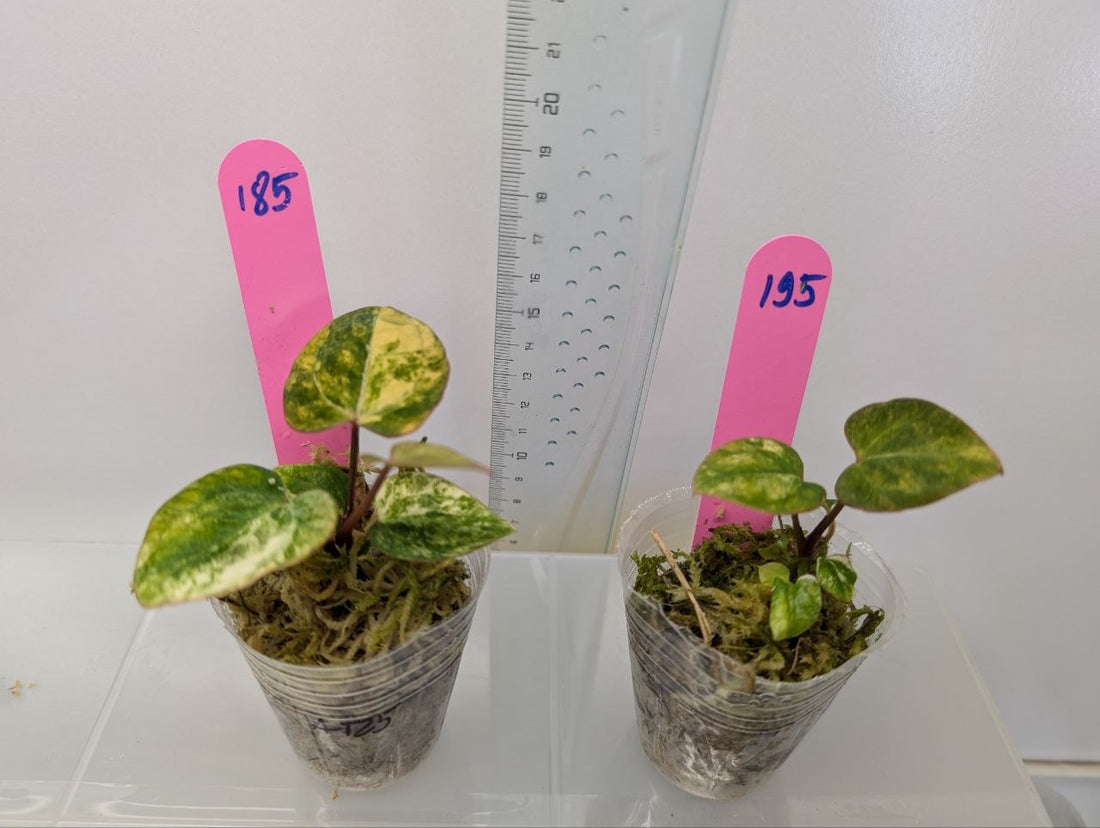 Anthurium Papi X Magnificum Variegated Tissue Culture - Grower's Choice