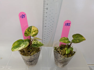 Anthurium Papi X Mag Variegated Rooted Exact Plant – Grower’s Choice