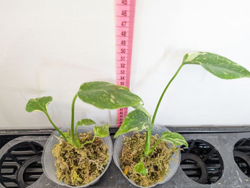 Monstera Electro Light (Electrolyte) Rooted Exact Plant – Grower’s Choice