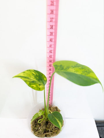 Monstera Deliciosa Yellow Marilyn Rooted Exact Plant - Grower's Choice