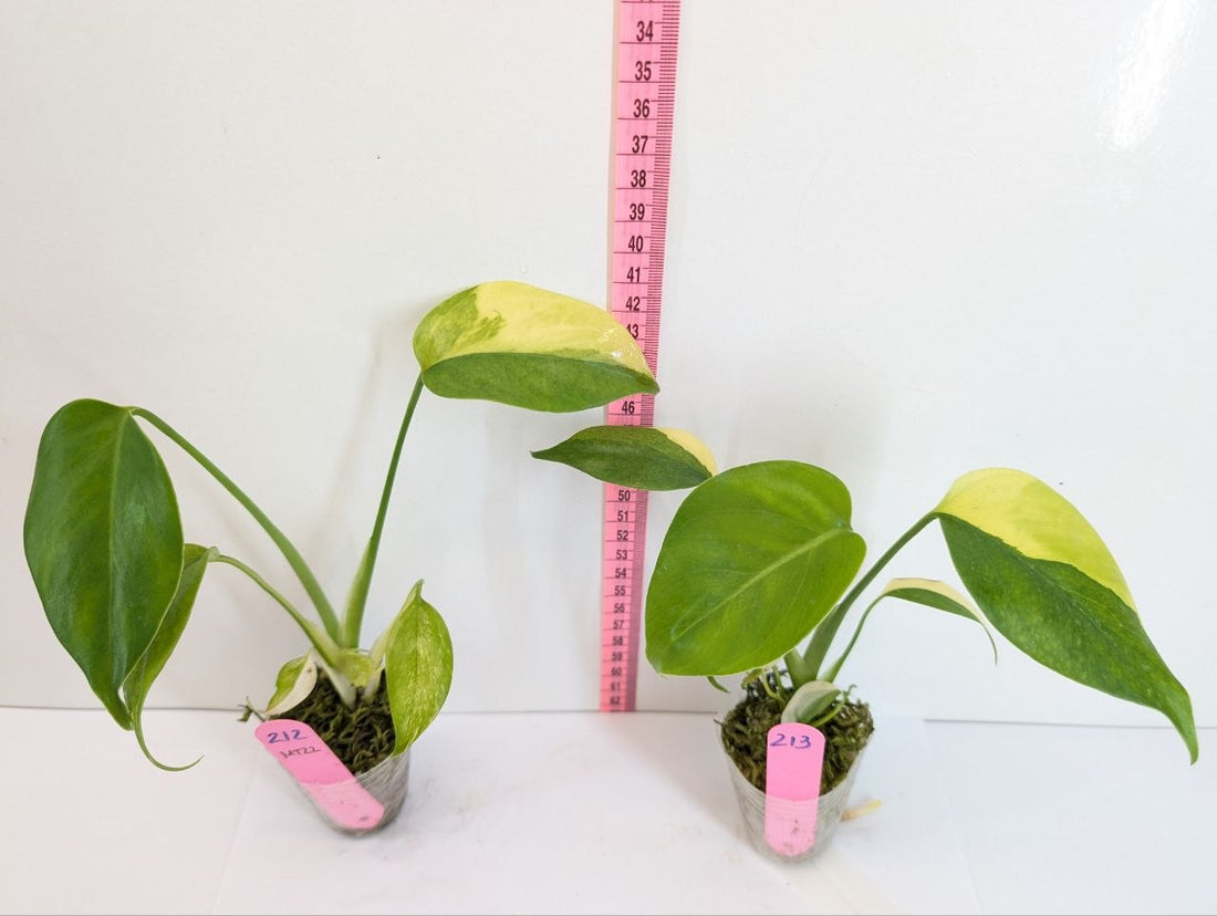 Monstera Borsigana Aurea Rooted Plant – Grower’s Choice