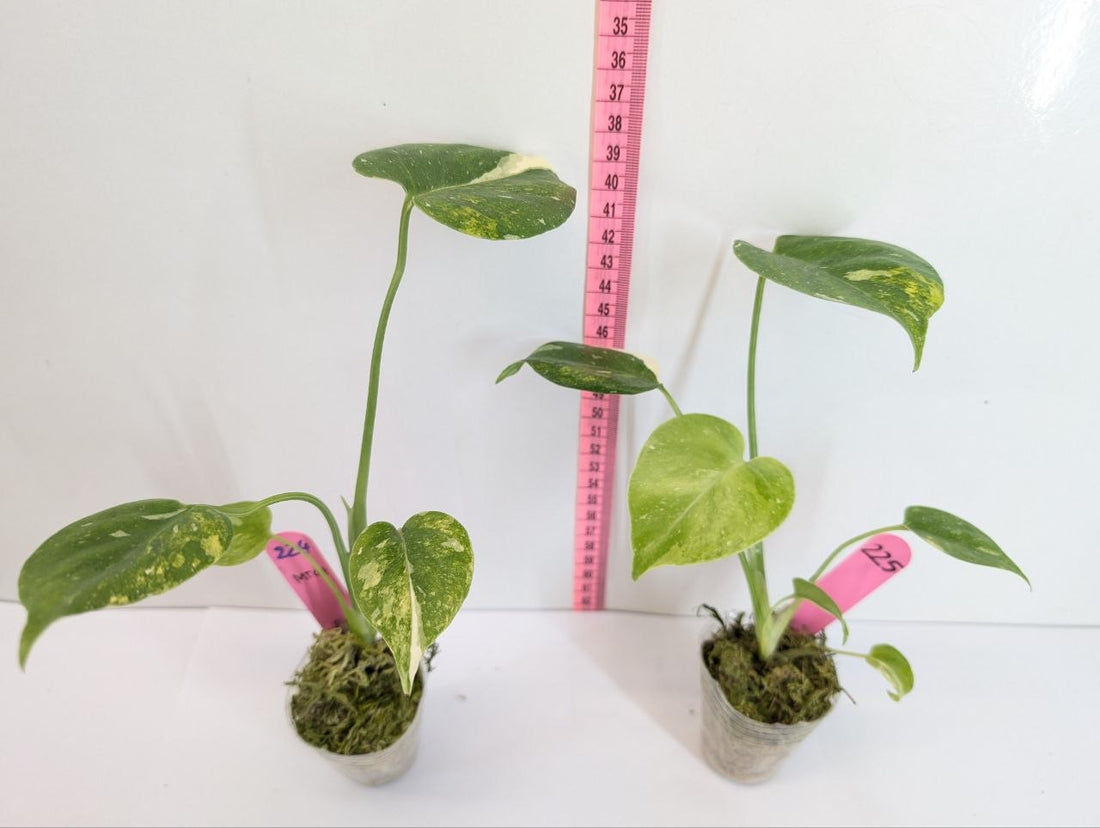 Monstera Thai Constellation Tricolor Miracle Rooted Exact Plant – Grower’s Choice