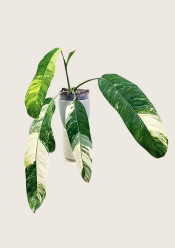 Epipremnum Giganteum Variegated Tissue Culture - Grower's Choice