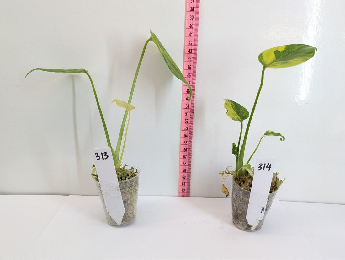 Monstera Deliciosa Yellow Marilyn Rooted Exact Plant - Grower's Choice