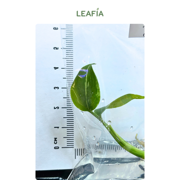 Monstera Deliciosa 'Vietciosa' Standard Variegation Tissue Culture - Grower's Choice
