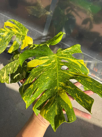 Monstera Electro Light Tissue Culture - Grower's Choice