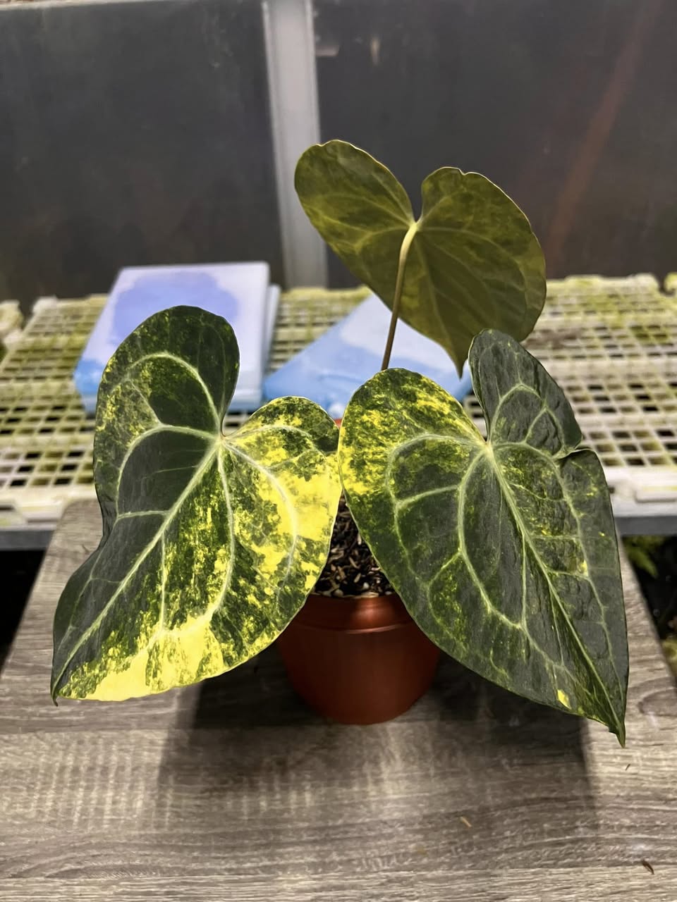 Anthurium Clarinervium Variegated Rooted Exact Plant – Grower’s Choice