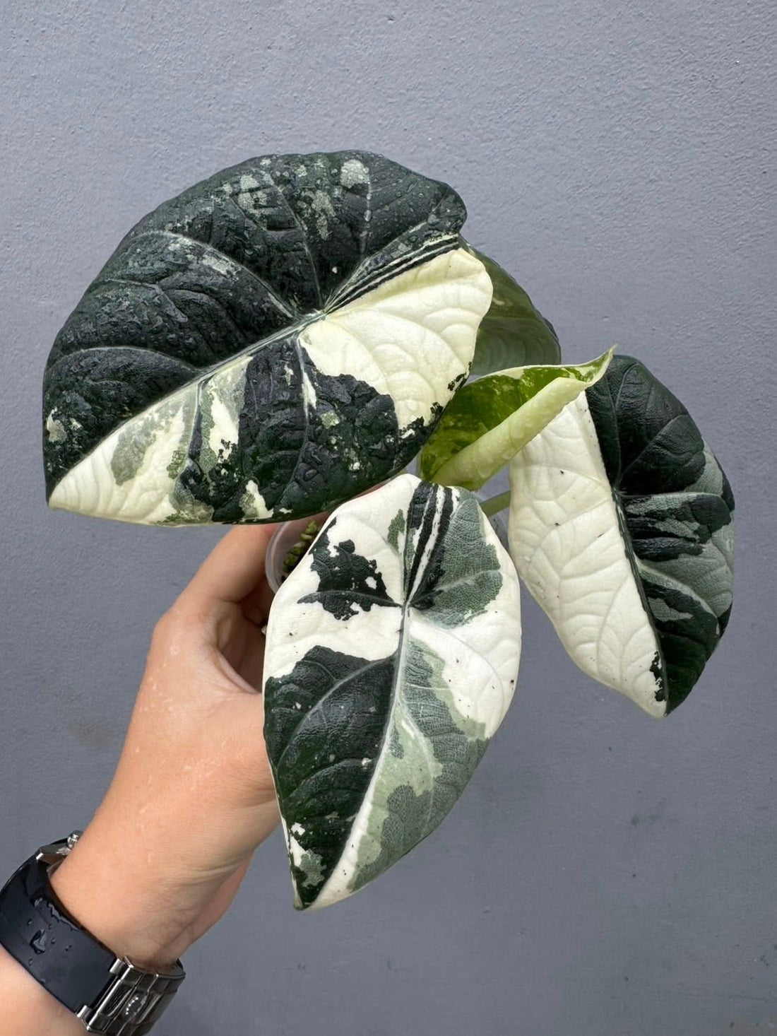 Alocasica Maharani Albo Tissue Culture - Grower's Choice