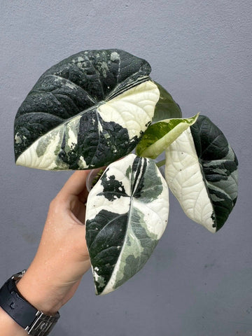 Alocasica Maharani Albo Tissue Culture - Grower's Choice