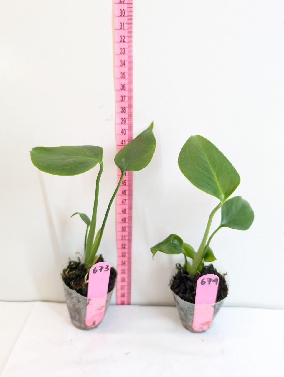 Monstera Light Lime Rooted Plant - Grower's Choice