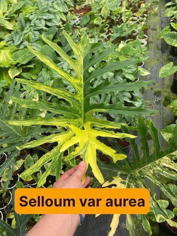 Philodendron Selloum Variegated (Thaumatophyllum bipinnatifidum variegated)- Grower's Choice
