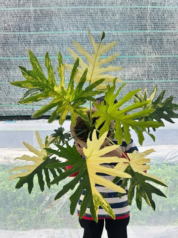 Philodendron Selloum Variegated Rooted Plant - Exact plant